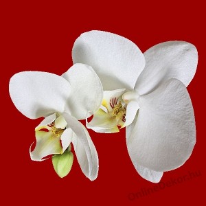 Faldekor&aacute;ci&oacute;, Falimatrica, Faltetov&aacute;l&aacute;s - Vir&aacute;g I. - Orchidea Falimatrica 1510